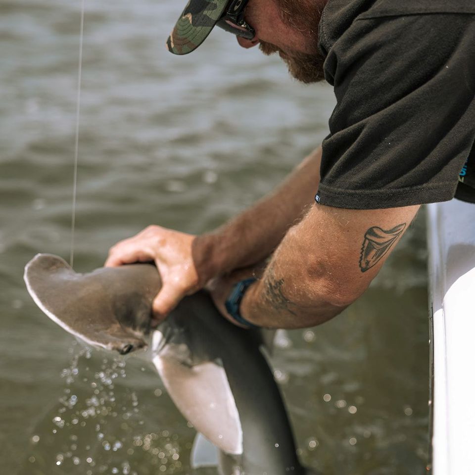 Fishing charter captain in Charleston releasing a small hammerhead shark back into the water