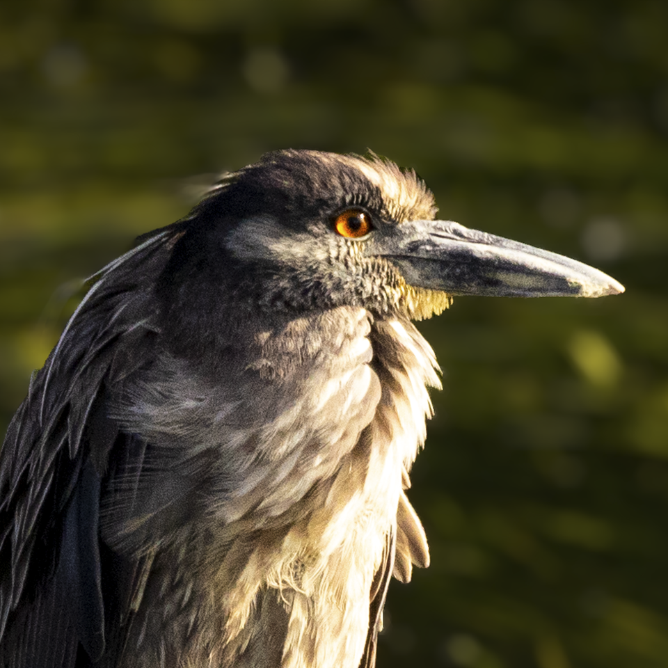 Juv yellow crowned night heron 2