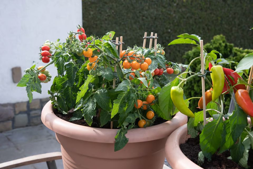 Project full plate container gardens veggies