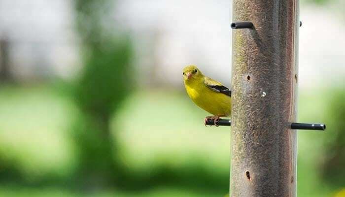 Wild birds header