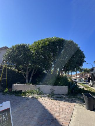 Jctreecare14