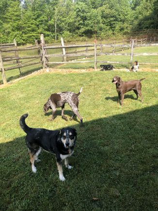 5 dogs