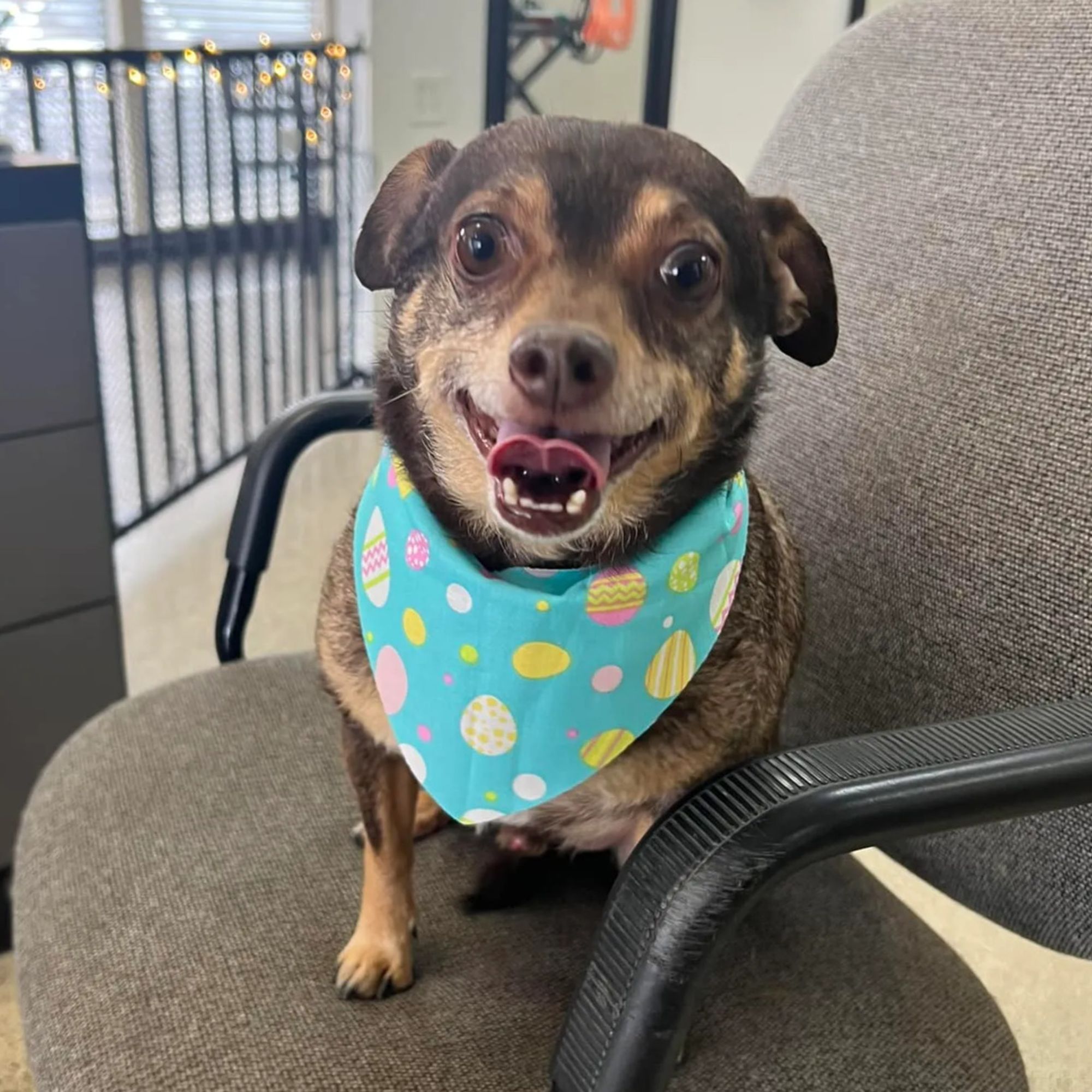 Above & Beyond Pet Grooming