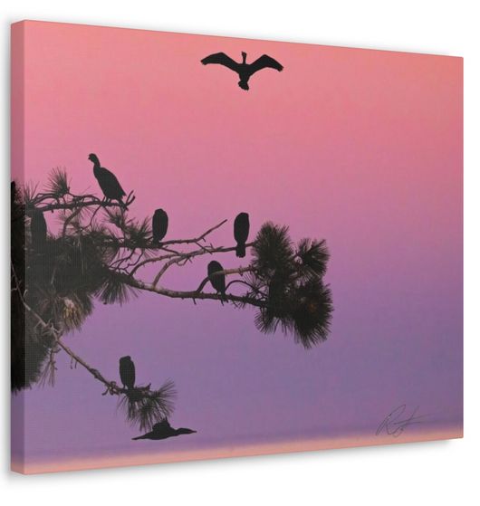 Cormorants in the early light in La Jolla, California