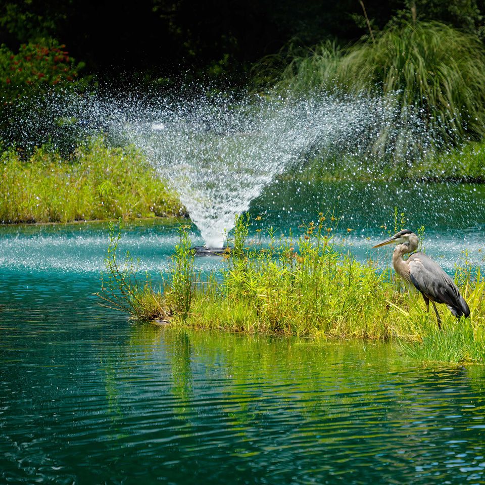 Blue on blue heron copy