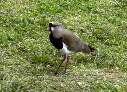 Lapwing