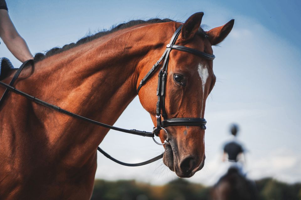 horse riding instructor