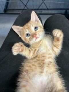 A rescue pet with a caregiver