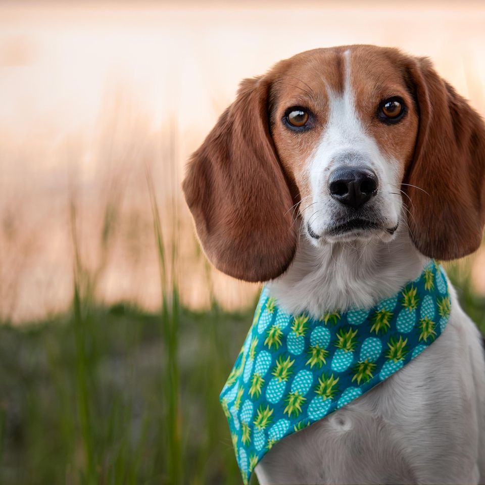 Dog g379988310 1920 original