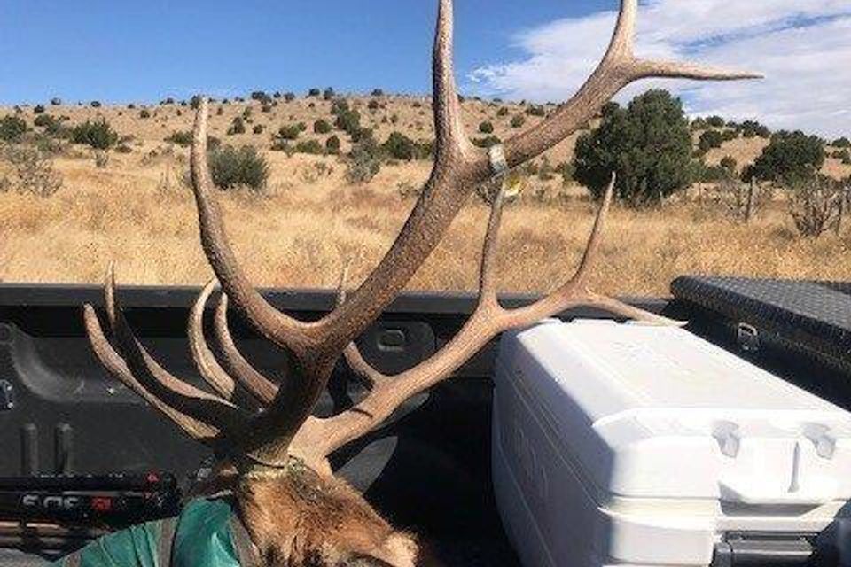Will's great bull 2021