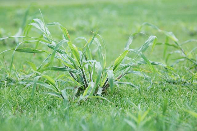 Crabgrass20150918 26167 1ox134v