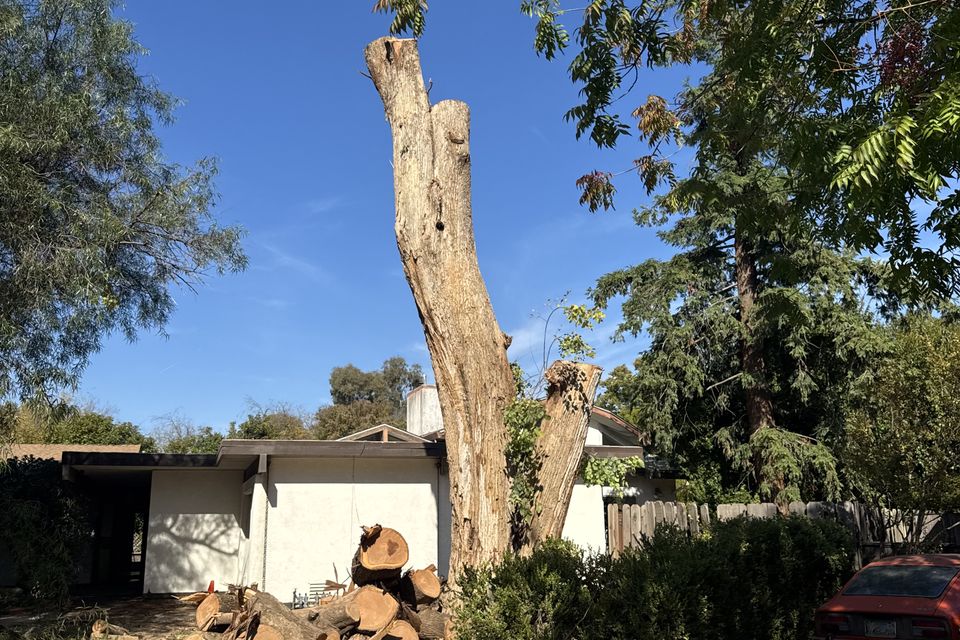 Safe residential tree removal service in Yolo County by The Arbor Tree Service Company