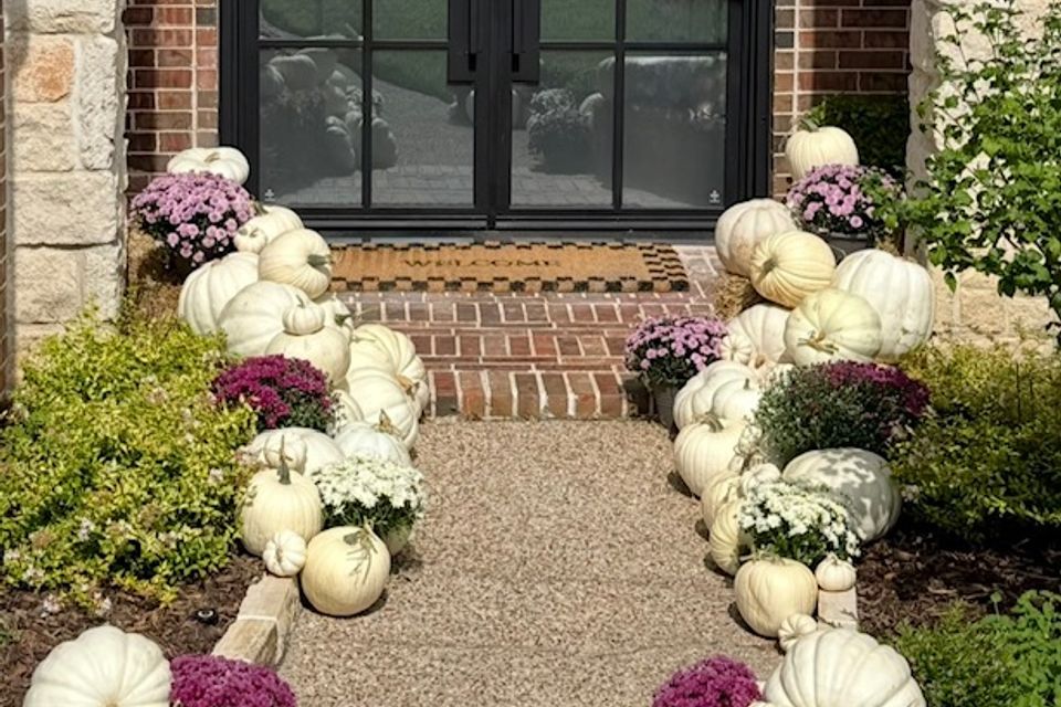 White pumpkins purple mums2