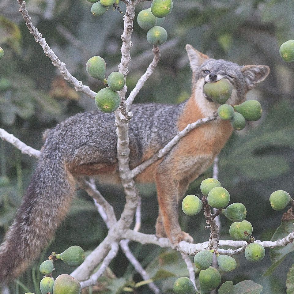 Chuckgraham islandfox figeating img08220180202 20446 1pj23qu