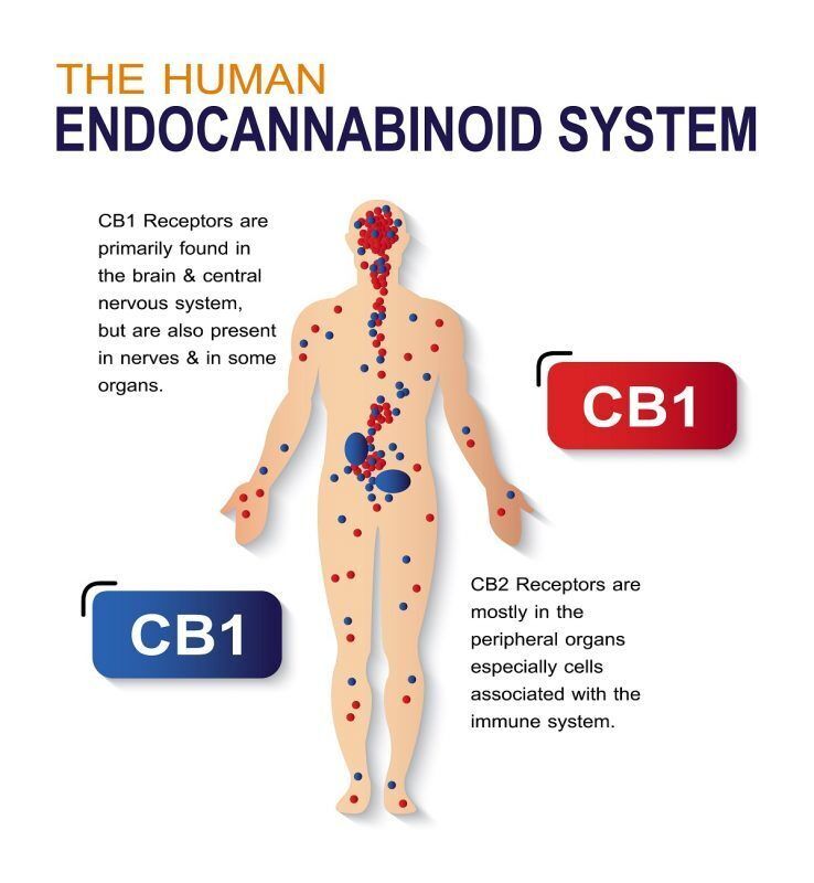 Endocannabinoid system human1