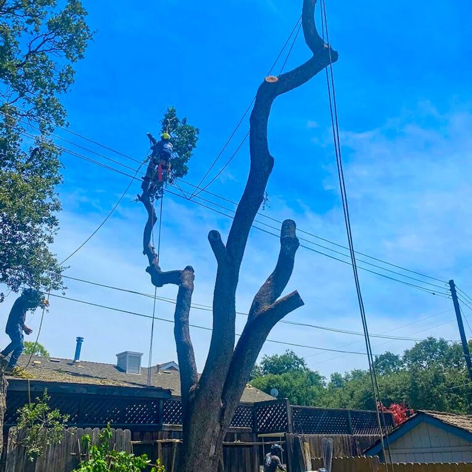 Arborist climbing and cutting a tall tree during professional removal in a residential yard