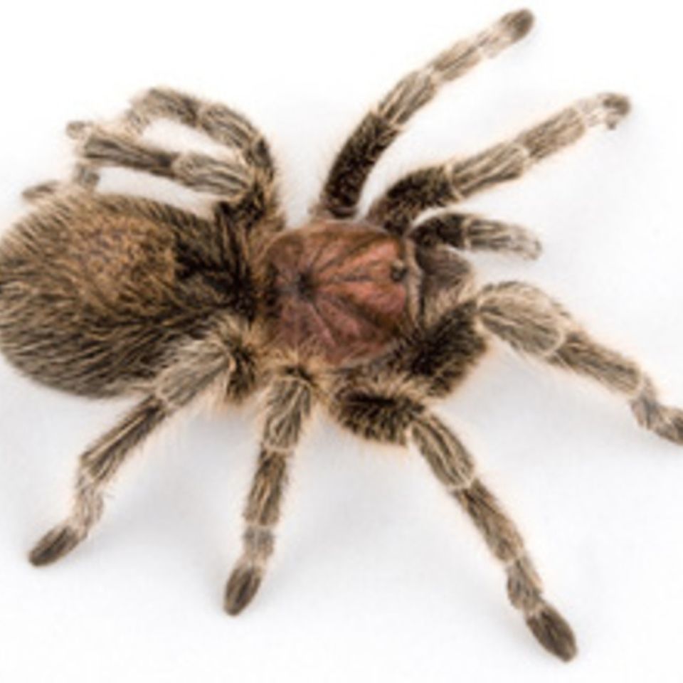 Tarantula pet20130827 28278 1l4dv5p 0