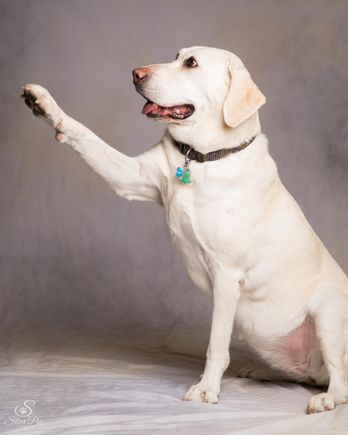 Brown silver paw studio 