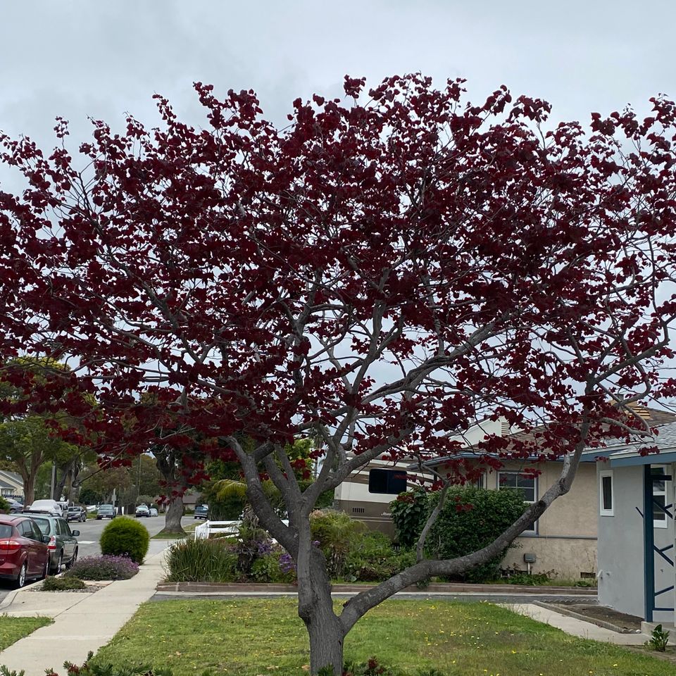 Treeco pruned tree 3