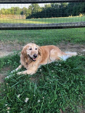Golden retreiver in grass