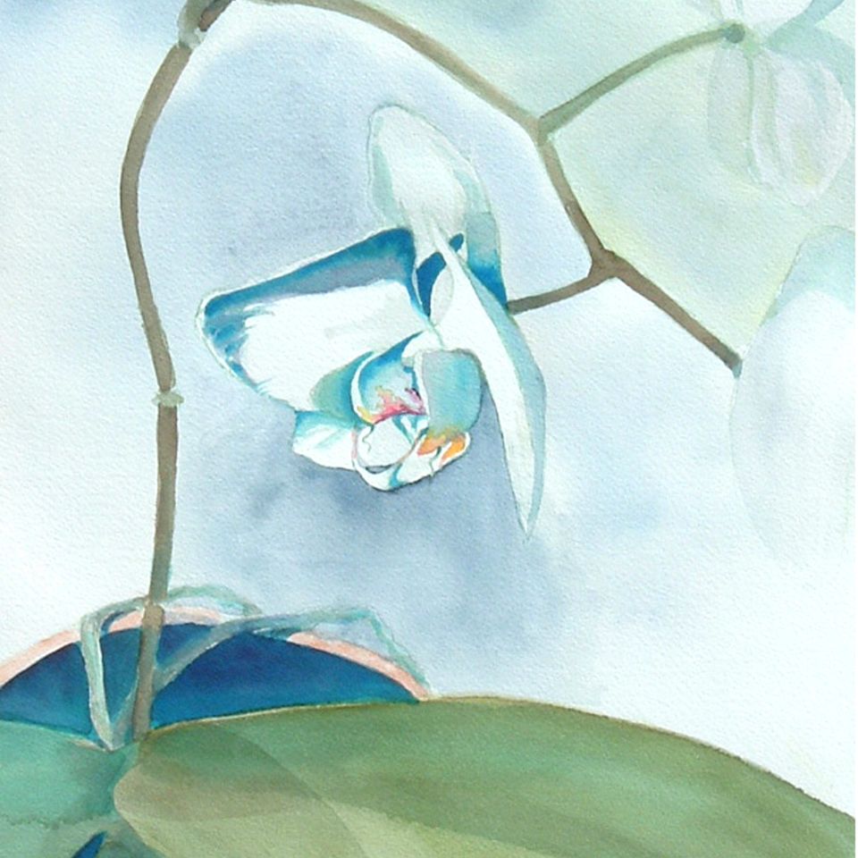 White orchid