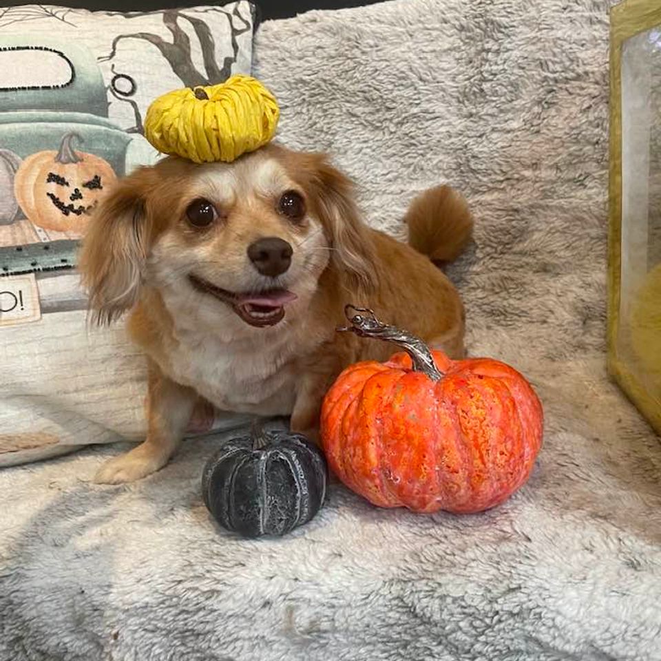 Cocoa pumpkin