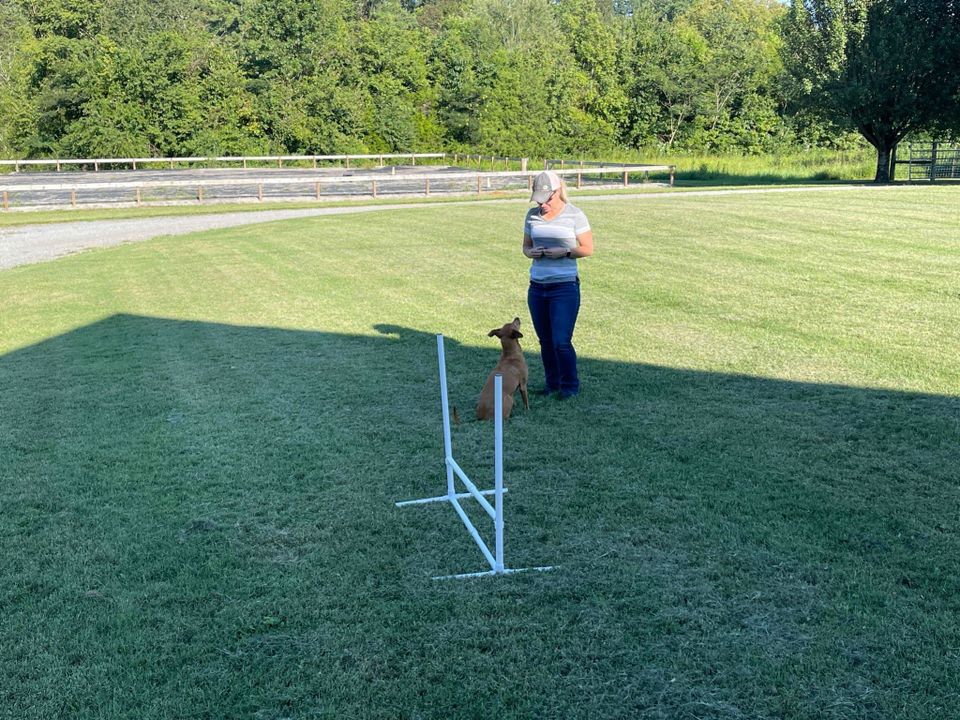 Kindred spirts dog training 6