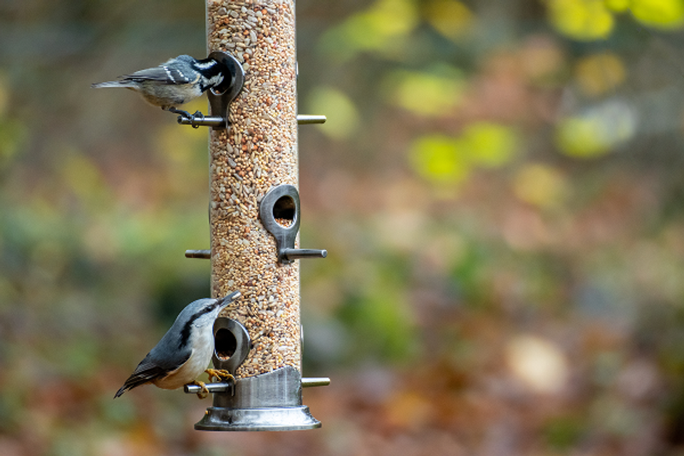Wild bird feeders   food