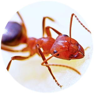 392ac7ae 976e 45c3 8063 1bf822286833 960x960 ant