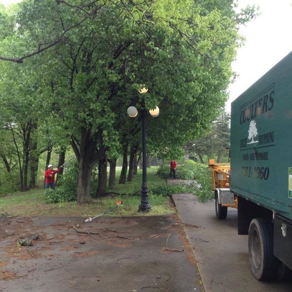 Coulter's tree service   tulsa   shaping and pruning   sidewalk arcade before20170408 14590 6f13cs