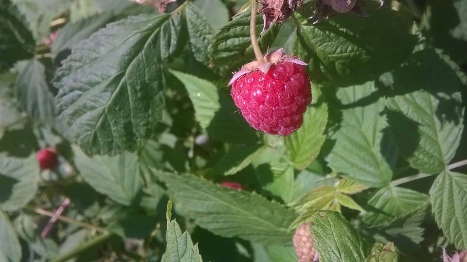 Indian orchards one raspberry