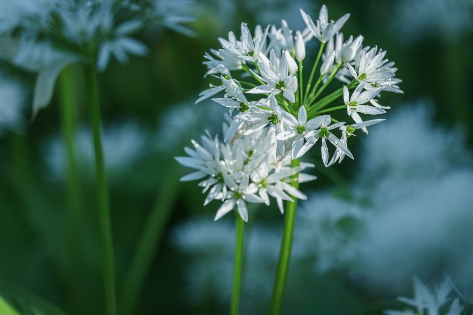 Couleur wild garlic g27ed72764 1920