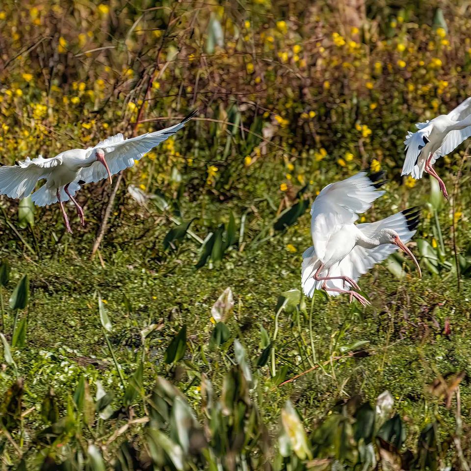 Birds landing keep website