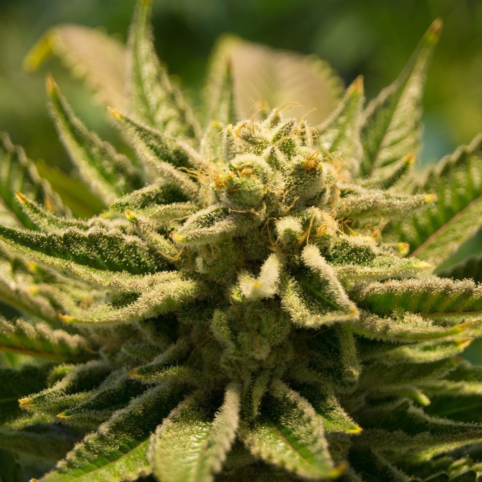 Cannabis gb31381752 1920