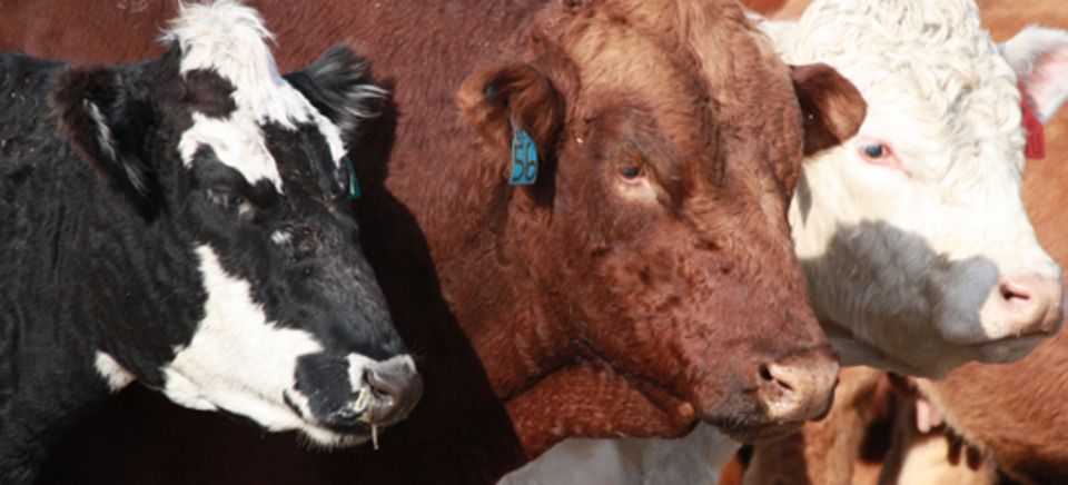 Stockcattle20111010 4924 1154rqg 0