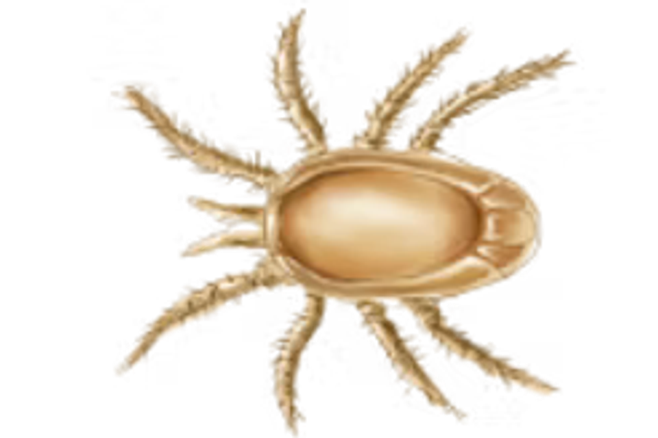 Mites1