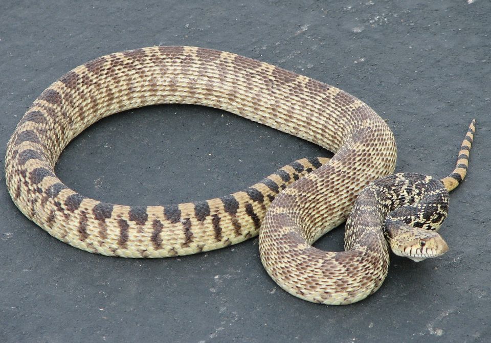 Gopher snake e130b90b2a 1920