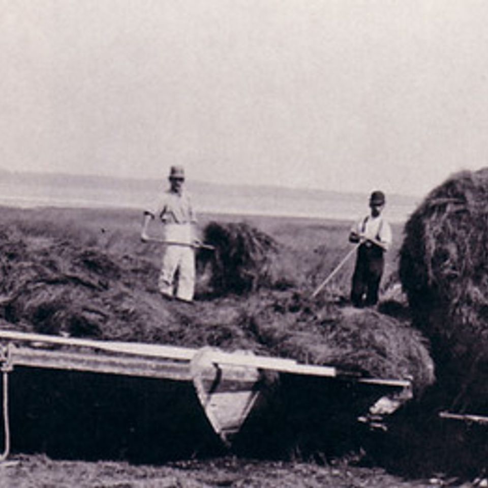 Harvesting salt hay