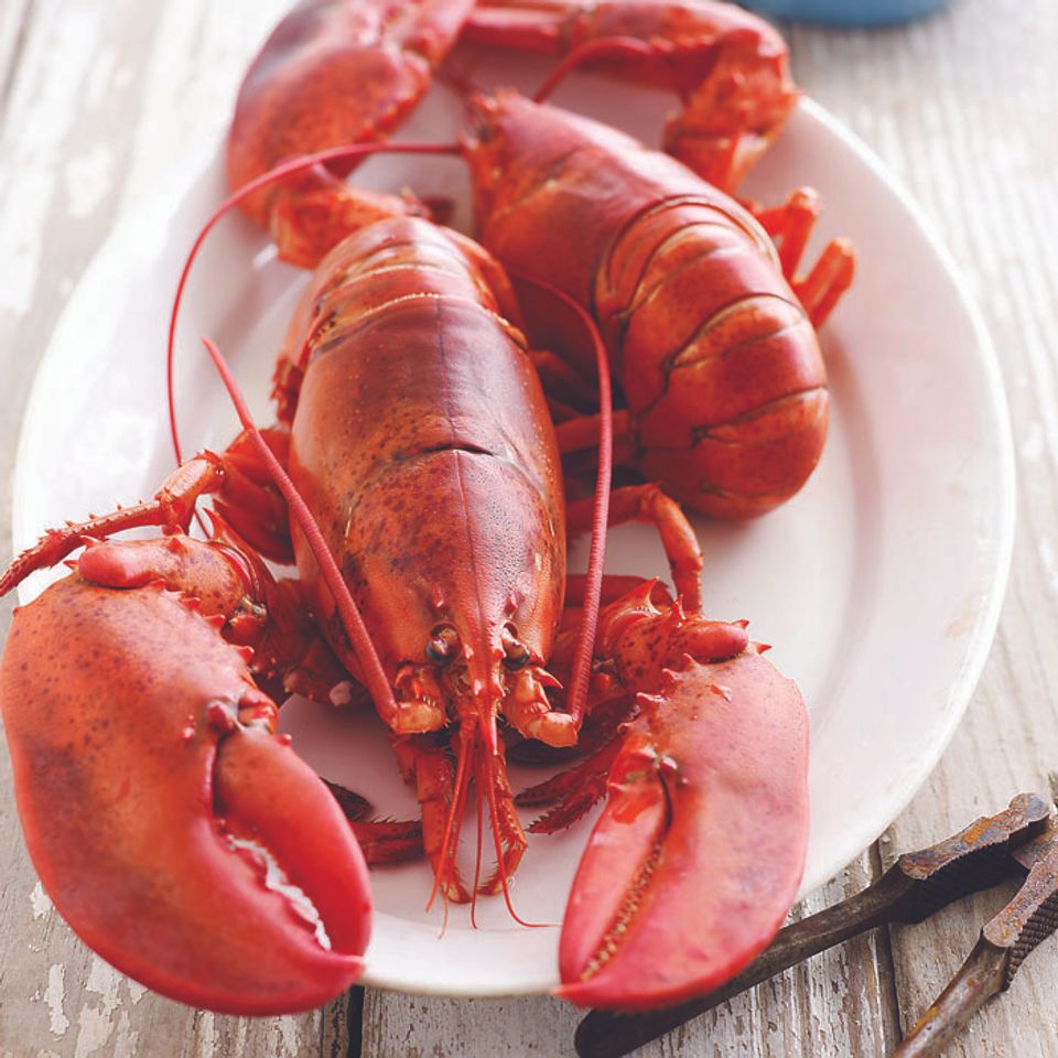 Lobsta20180227 2043 1vxmb7