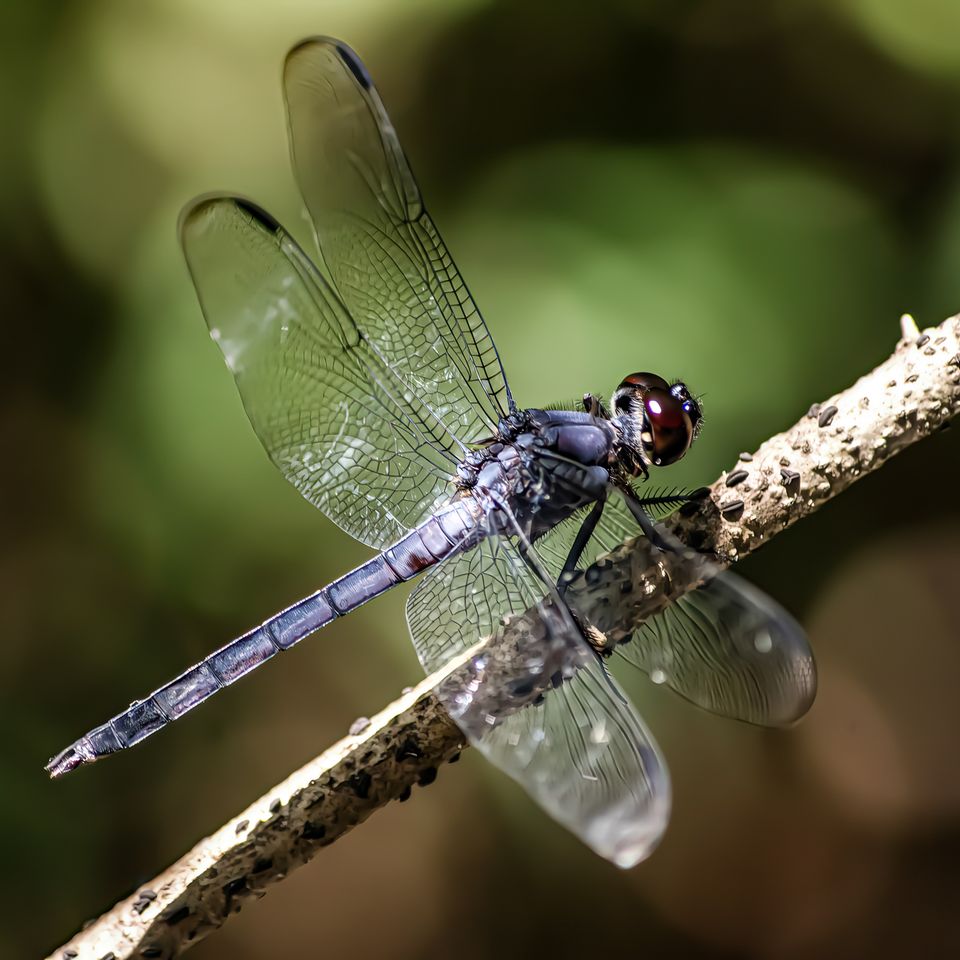 Dragonfly