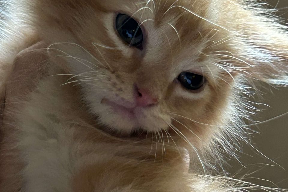 Simon 1 (1)