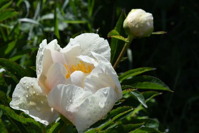 Peony 9