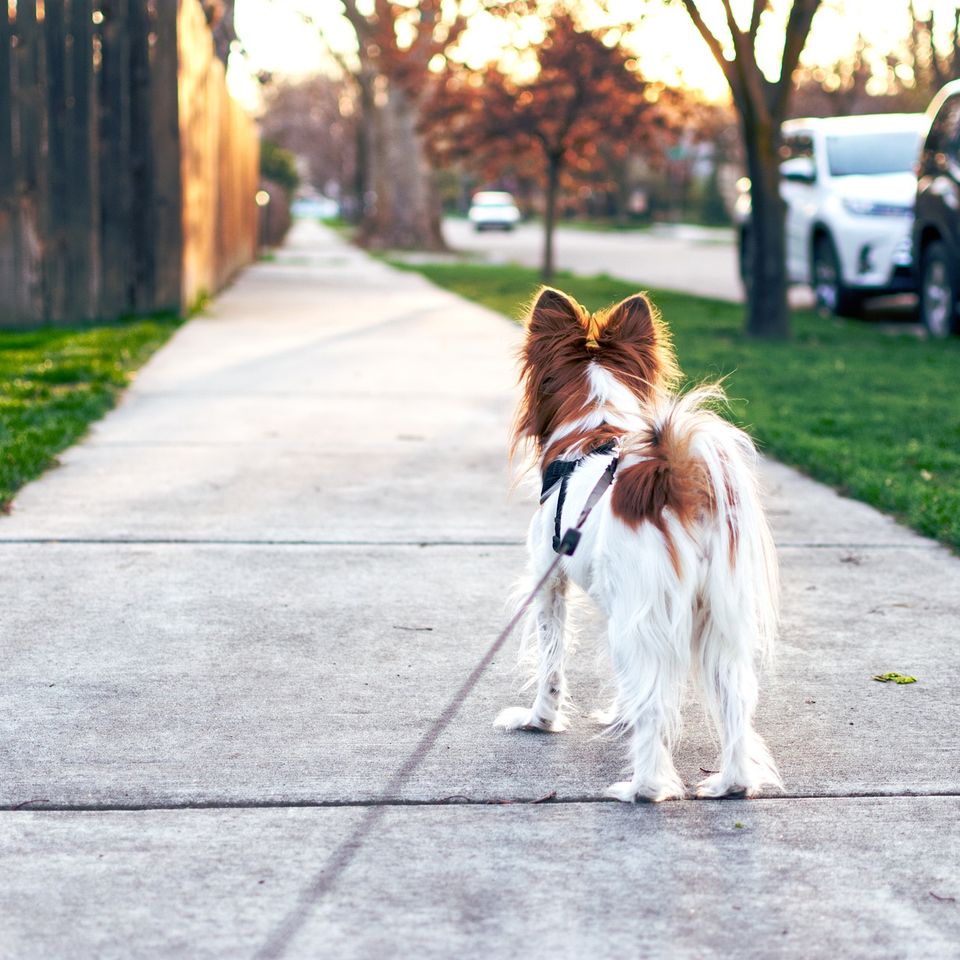 Dog walking Pet Sitting