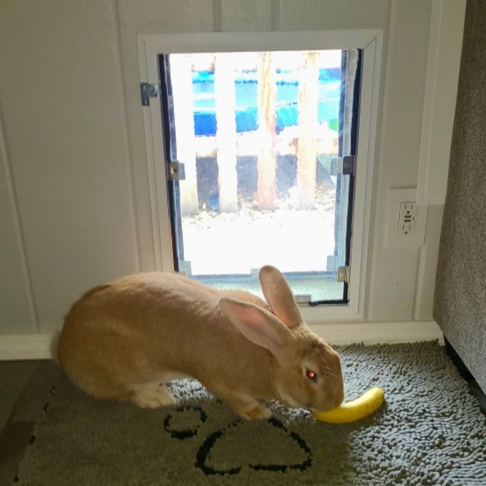 Bunny door