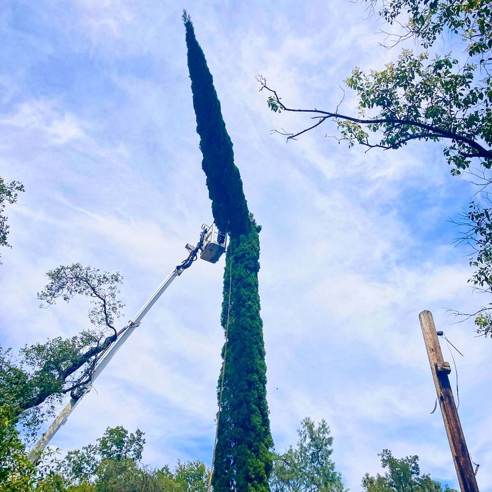 Tall tree trimming auburn