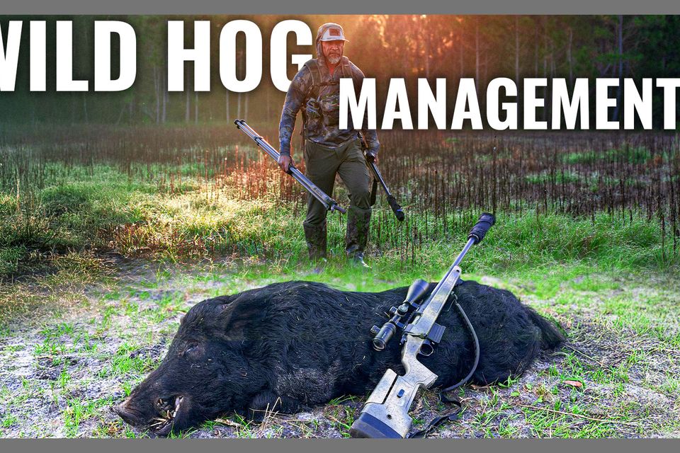 Brian (wild hog management) fla thumbnail