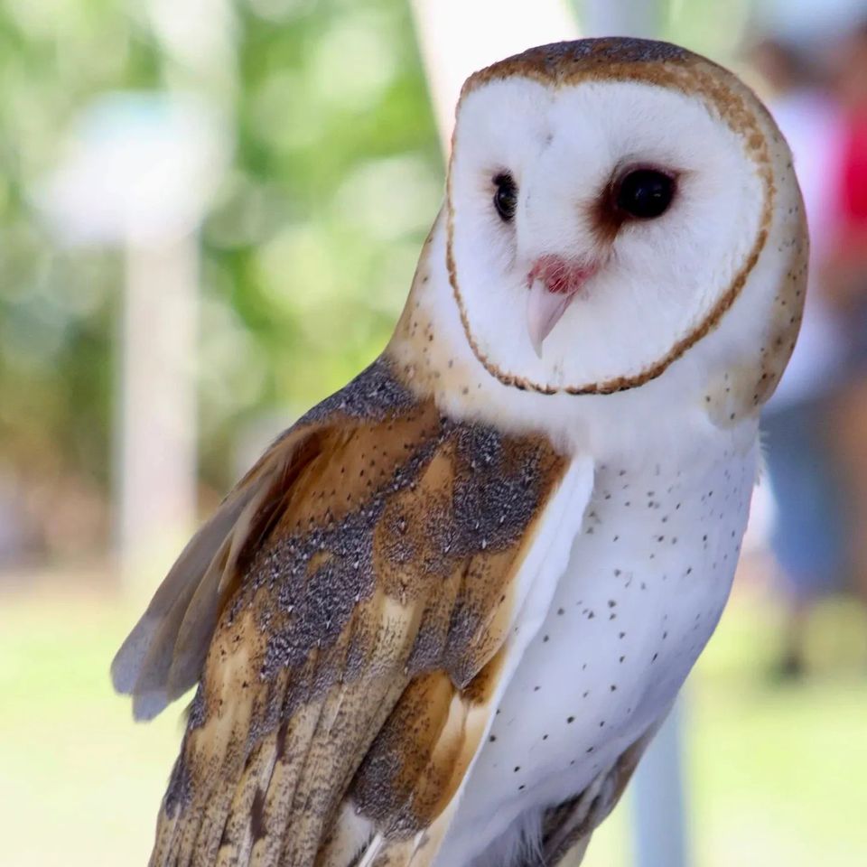 Owl Wild Kritters of Niagara County NY