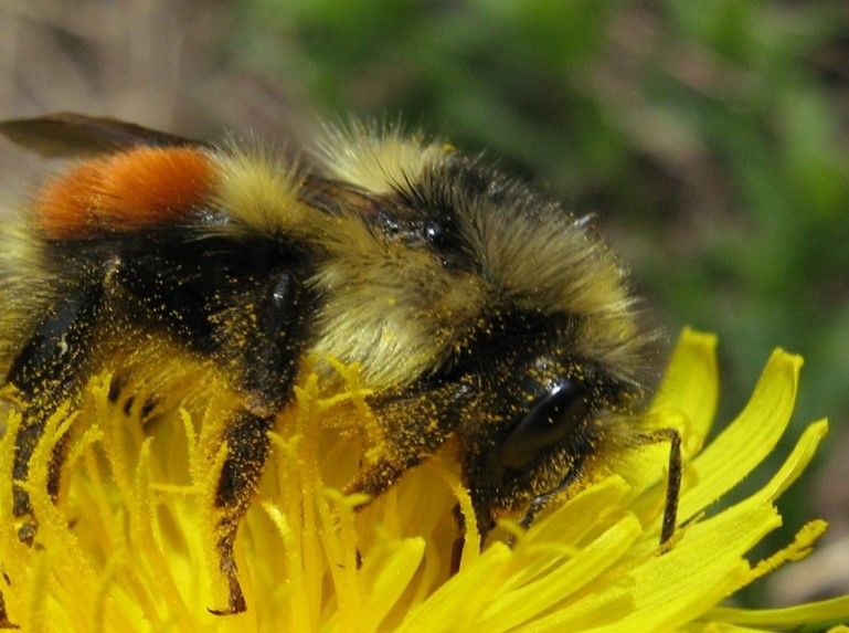 Bee gegear