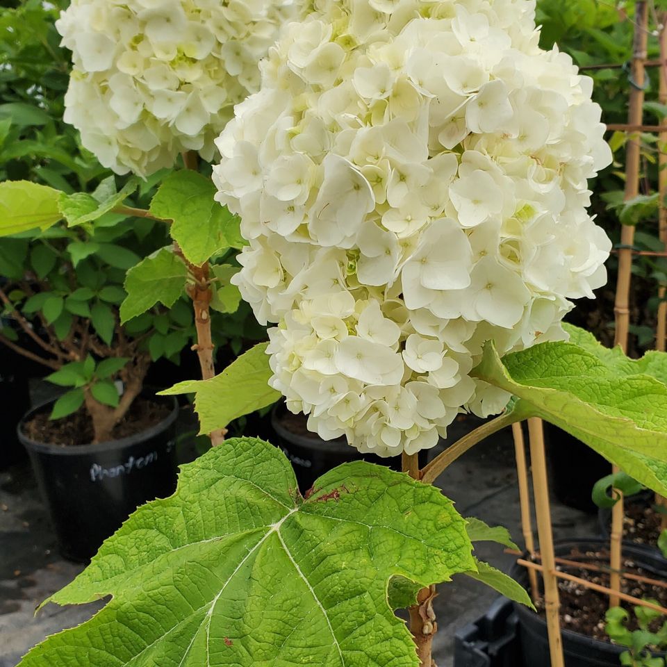 Hydrangea 3