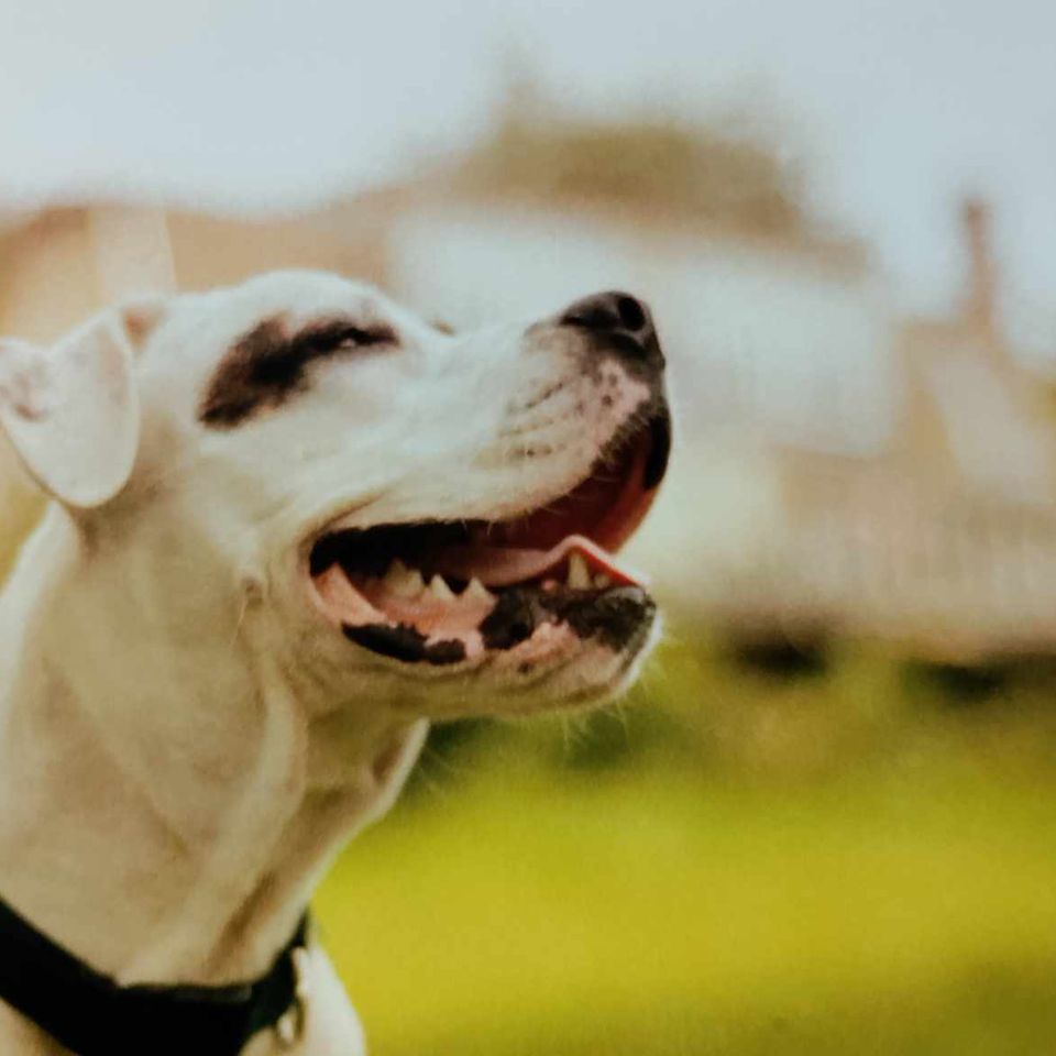 Received 1442982909891338